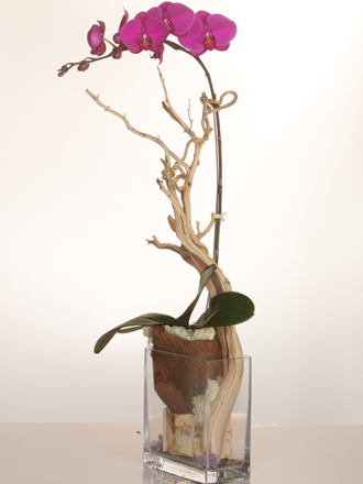 orchids for delivery in la brea