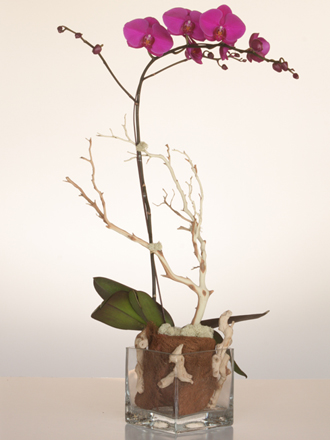 orchid delivery in la brea