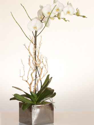 orchid delivered to la brea