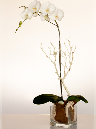 orchids delivered to la brea