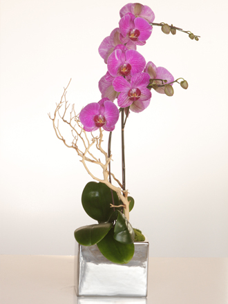 orchids