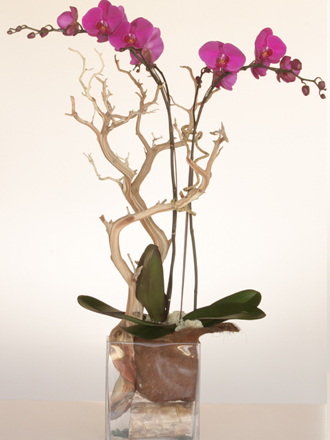 orchids