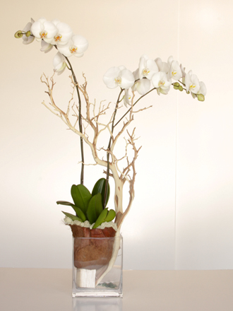 orchids