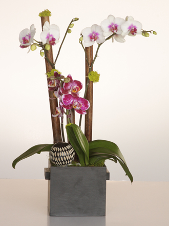 orchid