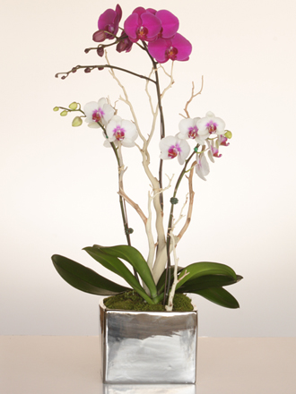 orchid