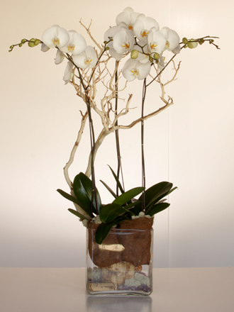 orchids