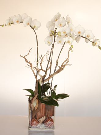 orchids
