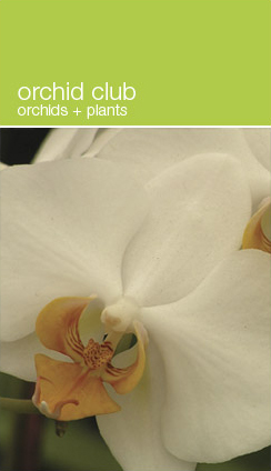 orchid club at designers views