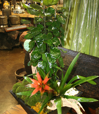 other plants, orchid and plants, bromeliad combination
