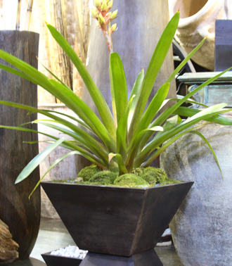 other plants, orchid and plants, bromeliad combination