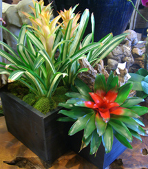 floral design, orchid and plants, bromeliad combinations