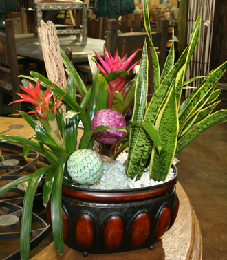 other plants, orchid and plants, bromeliad combination