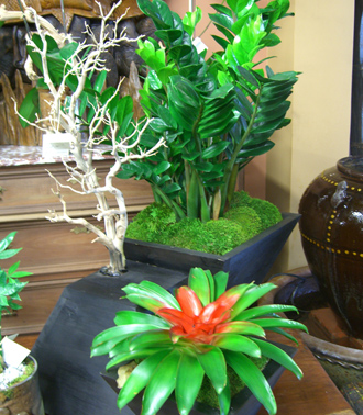 other plants, orchid and plants, bromeliad combination