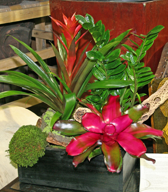 other plants, orchid and plants, bromeliad combination