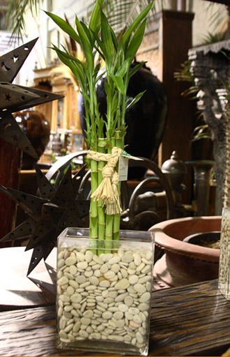 other plants, orchid and plants, lucky bamboo