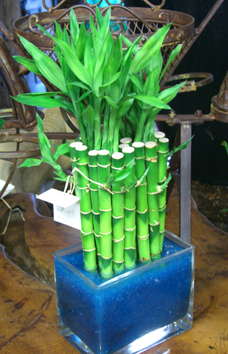 other plants, orchid and plants, lucky bamboo