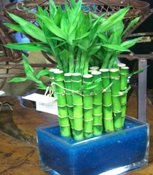 floral design, orchid and plants, lucky bamboo