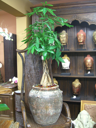 other plants, orchid and plants, money tree