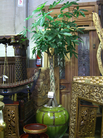 other plants, orchid and plants, money tree