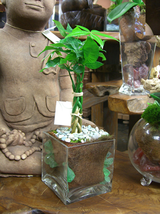 other plants, orchid and plants, money tree