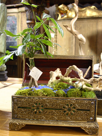 other plants, orchid and plants, money tree