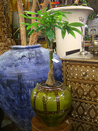 other plants, orchid and plants, money tree