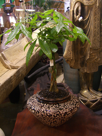 other plants, orchid and plants, money tree