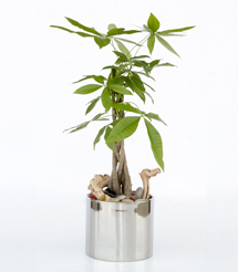floral design, orchid and plants, money tree