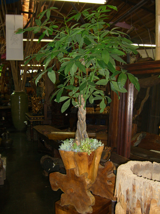 other plants, orchid and plants, money tree