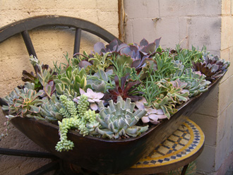 other plants, orchid and plants, succulents