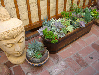 other plants, orchid and plants, succulents