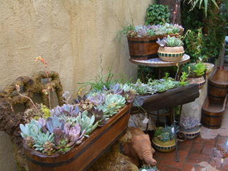 other plants, orchid and plants, succulents