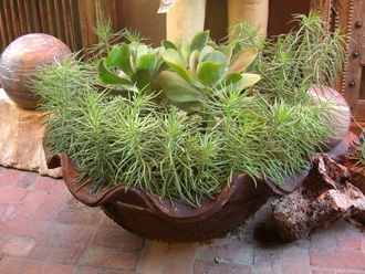 other plants, orchid and plants, succulents