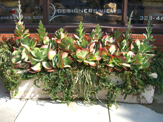 other plants, orchid and plants, succulents