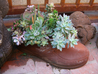 other plants, orchid and plants, succulents