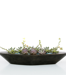 floral design, orchid and plants, succulents