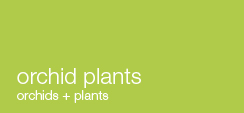 other plants, orchid and plants