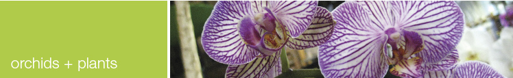 orchid and plants