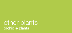 other plants, orchid and plants
